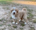 Small Photo #1 Aussiedoodle Puppy For Sale in ARDMORE, OK, USA
