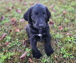 Small #8 German Shorthaired Pointer-Goldendoodle Mix