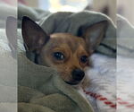 Small #7 Mutt