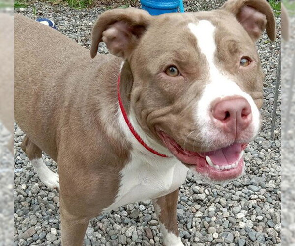 Medium Photo #2 American Bulldog-Unknown Mix Puppy For Sale in Anchorage, AK, USA