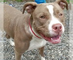 Small #1 American Bulldog Mix