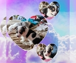 Small Photo #27 American Corgi Puppy For Sale in NOWATA, OK, USA
