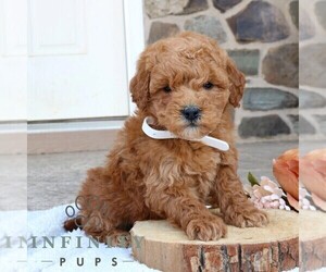 Goldendoodle (Miniature) Puppy for sale in GORDONVILLE, PA, USA