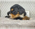 Small Photo #16 Bernedoodle Puppy For Sale in COLORADO SPRINGS, CO, USA