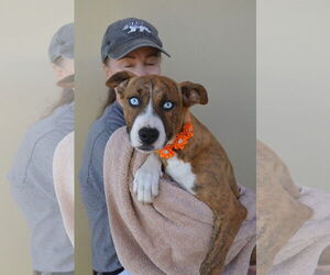 Mutt Dogs for adoption in McKinney, TX, USA