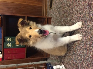 Collie Puppy for sale in HEPPNER, OR, USA