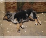 Small Photo #6 Border-Aussie Puppy For Sale in HARTSEL, CO, USA