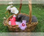 Small #4 Cane Corso