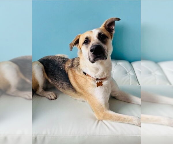 Medium Photo #6 Mutt Puppy For Sale in Minneapolis, MN, USA