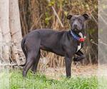 Small American Pit Bull Terrier-Labrador Retriever Mix
