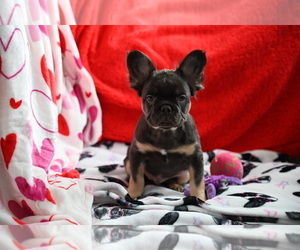 French Bulldog Puppy for sale in CHICAGO, IL, USA