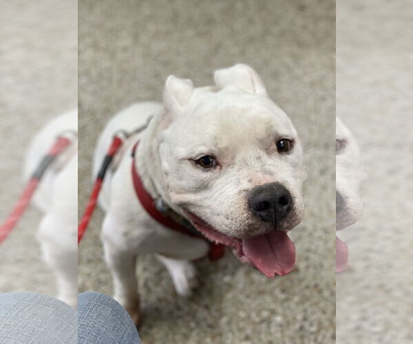 Medium Photo #2 American Bulldog Puppy For Sale in Columbia, SC, USA