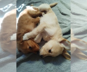 Golden Retriever Puppy for sale in STATEN ISLAND, NY, USA