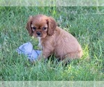 Small #2 Cavalier King Charles Spaniel