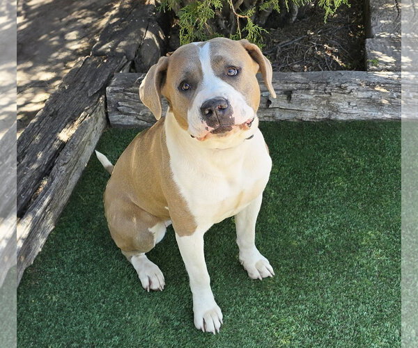 Medium Photo #4 American Staffordshire Terrier Puppy For Sale in Albuquerque, NM, USA