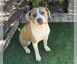 Small #3 American Staffordshire Terrier