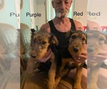 Puppy Purple Airedale Terrier