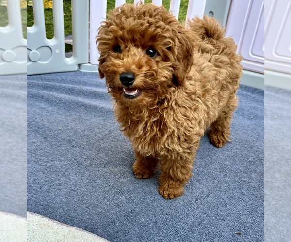 Medium Photo #1 Poodle (Toy) Puppy For Sale in SACRAMENTO, CA, USA