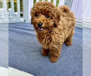 Poodle (Toy) Puppy for sale in SACRAMENTO, CA, USA