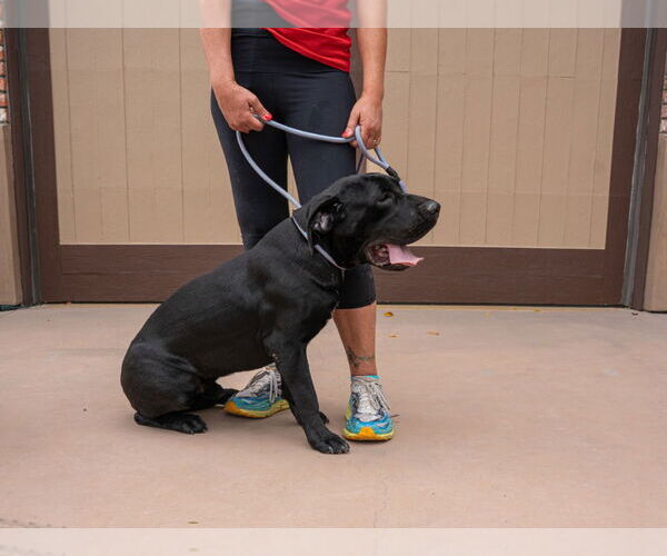 Medium Photo #16 Labrador Retriever-Unknown Mix Puppy For Sale in Lake Forest, CA, USA