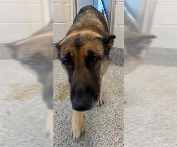 Medium Photo #1 German Shepherd Dog Puppy For Sale in Houston, TX, USA