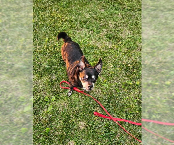 Medium Photo #3 Chihuahua-Unknown Mix Puppy For Sale in Rootstown, OH, USA