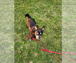Small #2 Chihuahua Mix