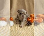 Small Photo #1 French Bulldog Puppy For Sale in MICHIGAN CITY, IN, USA