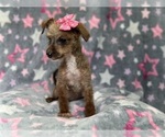 Small Photo #4 Poovanese Puppy For Sale in LAKELAND, FL, USA