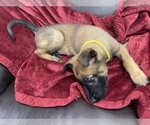 Small Photo #161 Belgian Malinois Puppy For Sale in REESEVILLE, WI, USA
