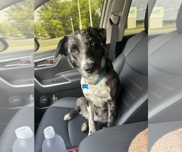 Medium Photo #3 Australian Cattle Dog Puppy For Sale in BONHAM, TX, USA