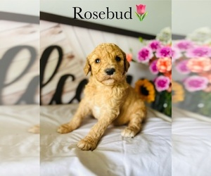 Poodle (Standard) Puppy for Sale in MURFREESBORO, Tennessee USA
