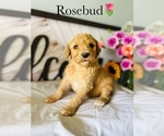 Small Photo #1 Poodle (Standard) Puppy For Sale in MURFREESBORO, TN, USA