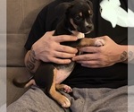Puppy 1 American Pit Bull Terrier-Presa Canario Mix