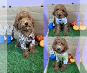 Poodle (Standard) Puppy for Sale in COVINA, California USA