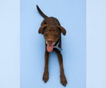 Small #4 Labrador Retriever