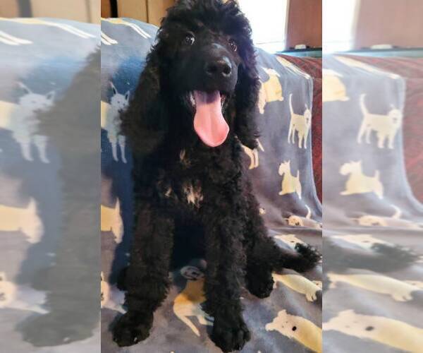 Medium Photo #1 Poodle (Standard) Puppy For Sale in FAYETTEVILLE, TN, USA