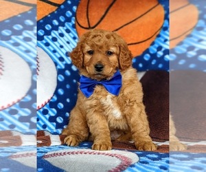 Labradoodle-Poodle (Miniature) Mix Puppy for sale in KIRKWOOD, PA, USA