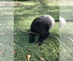Small Photo #4 Labrador Retriever Puppy For Sale in TAMPA, FL, USA