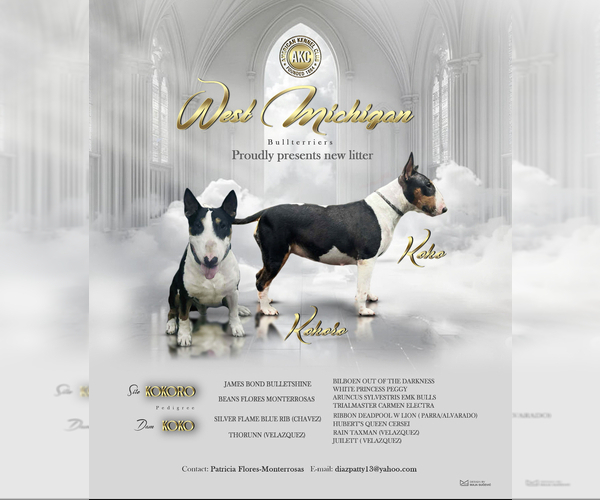 Medium Photo #1 Bull Terrier Puppy For Sale in WAYLAND, MI, USA