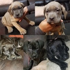 Cane Corso Puppy for sale in WINDSOR MILL, MD, USA