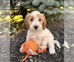 Small #3 Goldendoodle (Miniature)