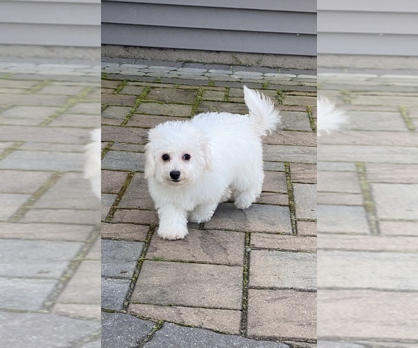 Medium Photo #2 Bichon Frise Puppy For Sale in CANOGA, NY, USA