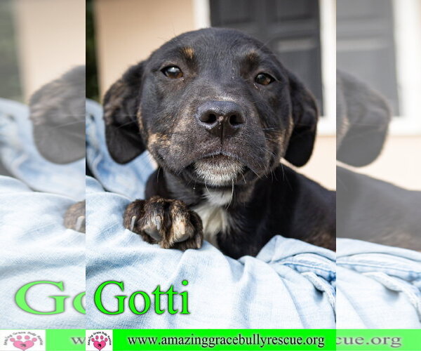 Medium Photo #26 Rottweiler-American Pit Bull Terrier Puppy For Sale in Milton, FL, USA