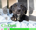 Small #25 Rottweiler-American Pit Bull Terrier