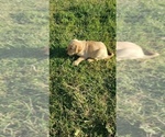 Small Photo #14 Labrador Retriever Puppy For Sale in TWIN FALLS, ID, USA