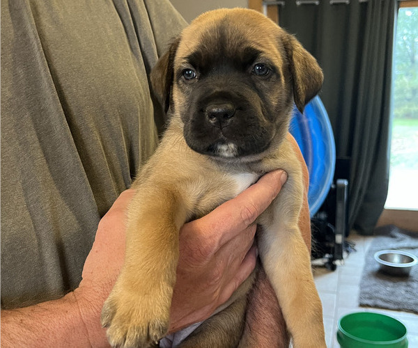 Medium Photo #3 Boerboel-Cane Corso Mix Puppy For Sale in MARION, OH, USA