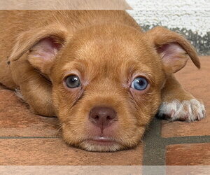 Mutt Dogs for adoption in Lake Elsinore, CA, USA