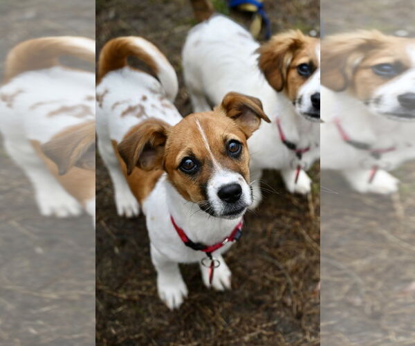 Medium Photo #1 Bea-Tzu Puppy For Sale in Wakefield, RI, USA