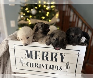 German Shepherd Dog Litter for sale in KILLINGLY, CT, USA